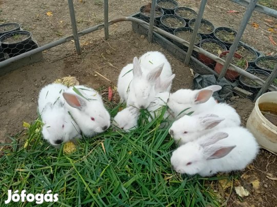 Kaliforniai nyuszik eladó