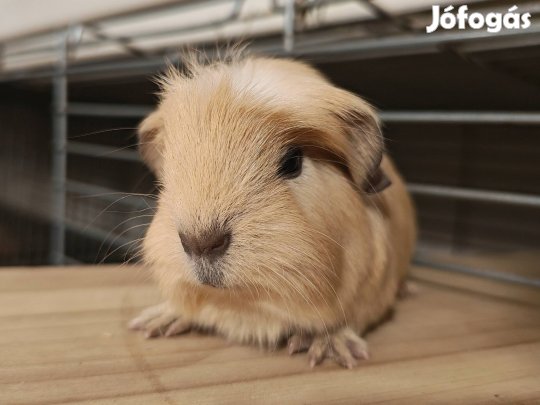 Kaliforniai tengerimalac 