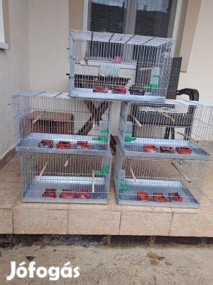 Kalitkák eladók