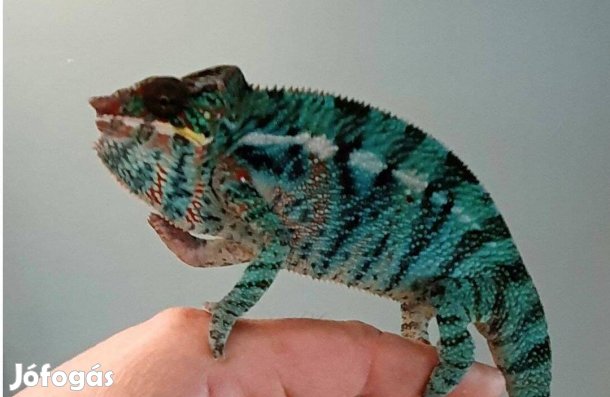 Kaméleon - Párduckaméleon Hímek