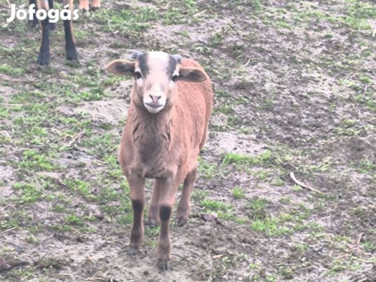 Kameroni bárányok eladók