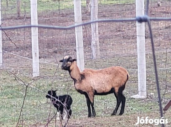 Kameroni fiatal anyajuhok báránnyal eladóak!