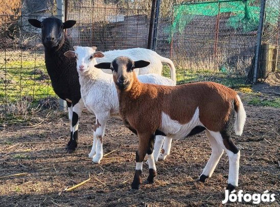 Kameruni X Dorper bárányok eladók