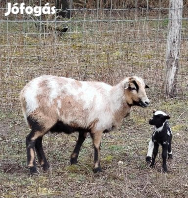 Kameruni anyajuhok jacob négyszarvú kostól vemhesen