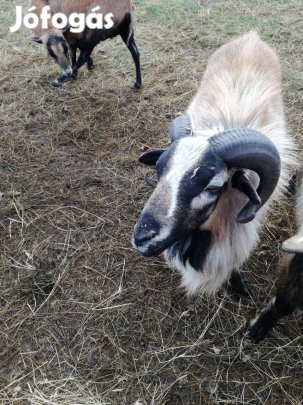 Kameruni bárány kos
