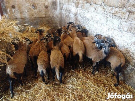 Kameruni bárányok!