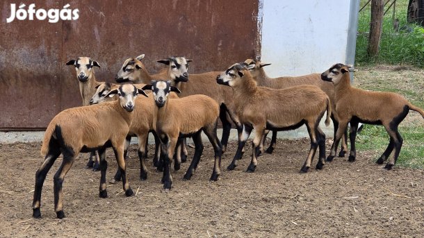 Kameruni bárányok eladók