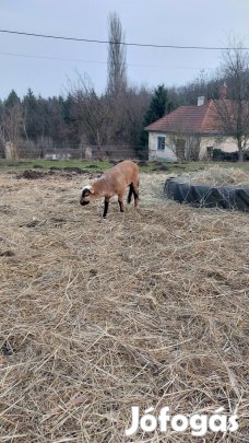 Kameruni bárányok eladók
