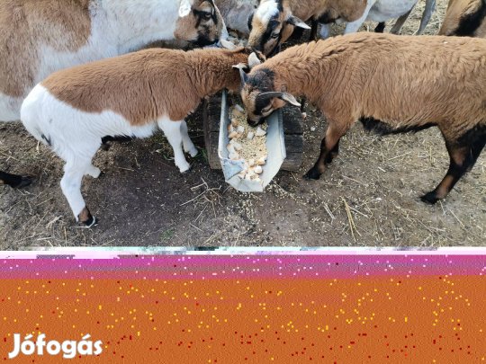 Kameruni bárányok eladók.