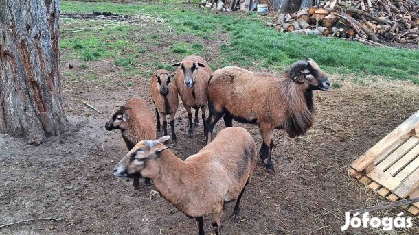 Kameruni birka ( jerke )