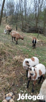 Kameruni birka, juh jerke bárány