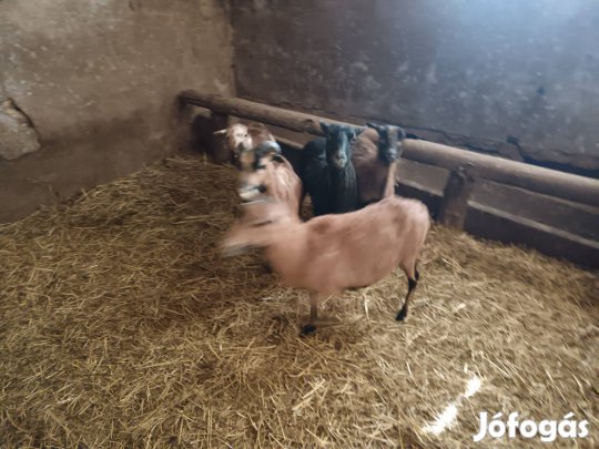 Kameruni birkák eladóak