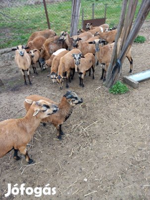 Kameruni birkák eladók