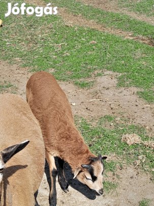 Kameruni birkák eladók 