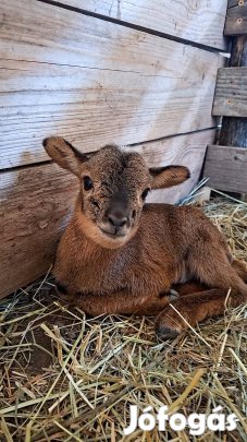 Kameruni fajtatiszta bárányok foglalhatóak kos/jerke