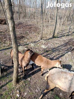Kameruni ivartalanitott kos bárány /birka 