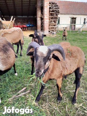 Kameruni jerke, kos, anya birka