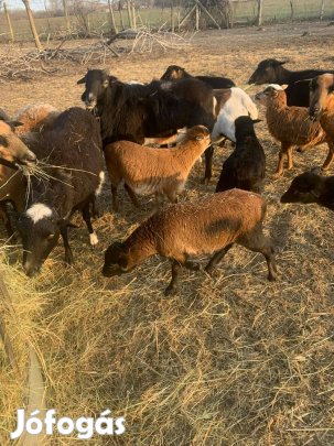 Kameruni jerke eladó Kecskeméten