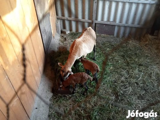 Kameruni jerkék, kosbárány, ürük