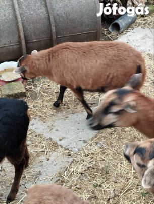 Kameruni jerkék eladók