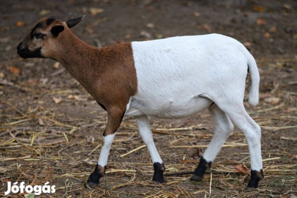 Kameruni juh anya jerke