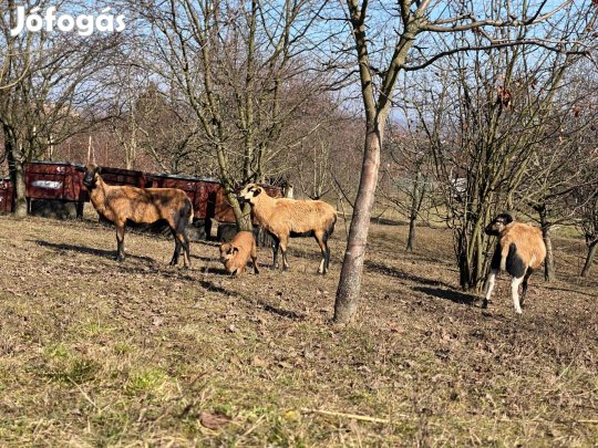 Kameruni juh család