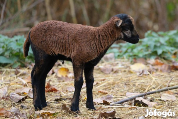 Kameruni juh jerke bárány