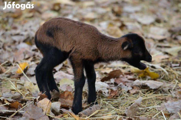 Kameruni juh jerke bárány