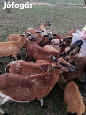 Kameruni juhok eladó