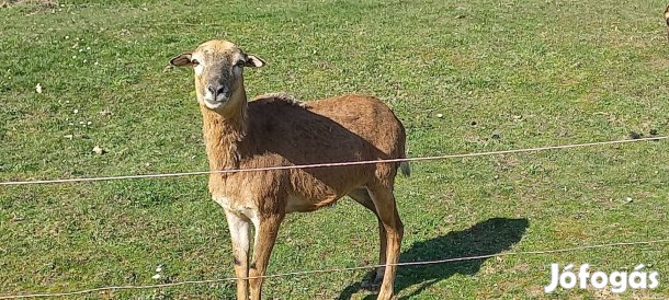 Kameruni juhok eladók