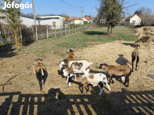 Kameruni juhok eladók