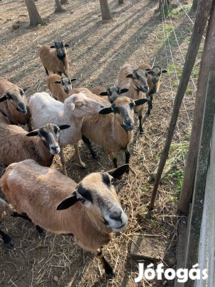 Kameruni juhok eladók