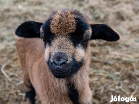 Kameruni juhok eladók