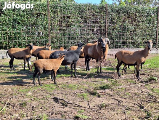 Kameruni juhok eladók