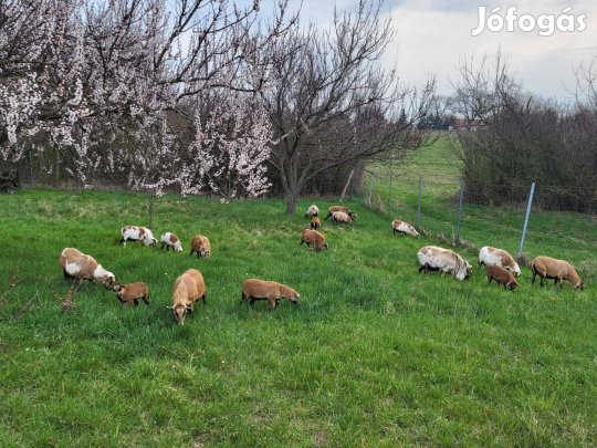 Kameruni juhok máshol legelnének