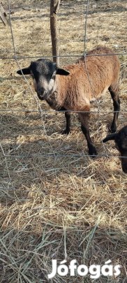 Kameruni kos bárány