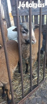 Kameruni kos bárány!