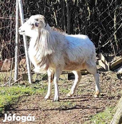 Kameruni kos bárány eladó!