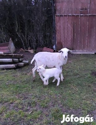 Kameruni kos bárány eladó!