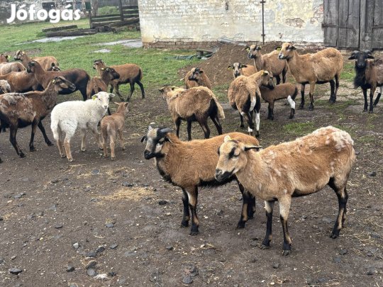 Kameruni kos bárányok