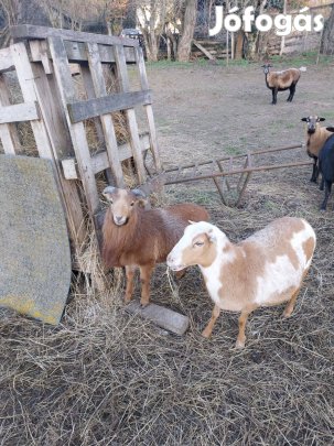 Kameruni kosbárány