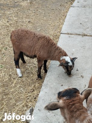 Kameruni kosok eladók 