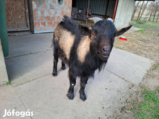 Kameruni törpe kecskék