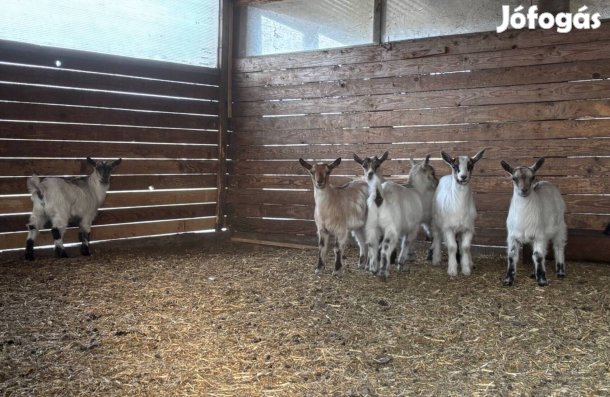 Kameruni torpe kecskék