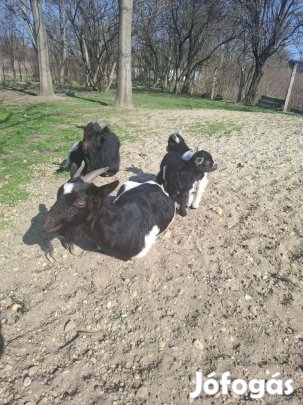 Kameruni törpe kecskék