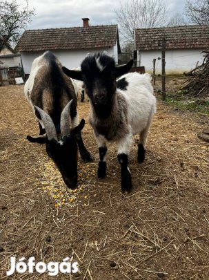 Kameruni törpekecske