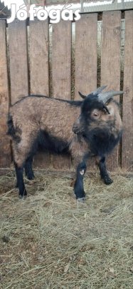 Kameruni törpekecske növendek bak