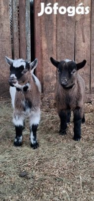 Kameruni törpekecske választási bakok