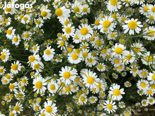 Kamilla virágmag Akció