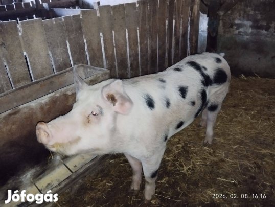 Kan disznó eladó